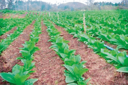 Drop in Tobacco Prices