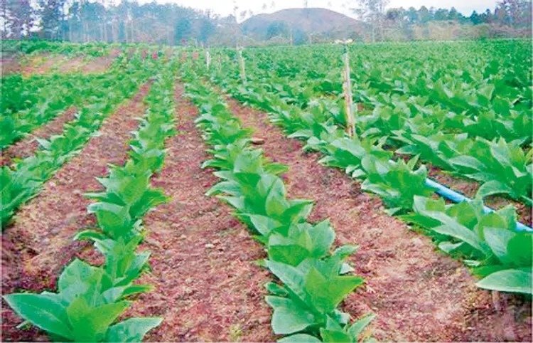 Drop in Tobacco Prices