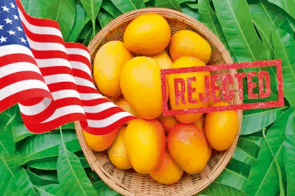 America rejects Indian mango