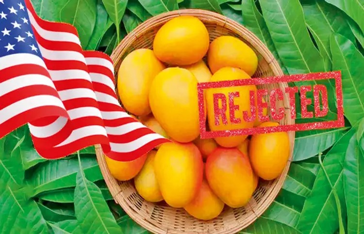 America rejects Indian mango: અમેરિકાએ ભારતની કેરીના શિપમેન્ટ્સ અટકાવ્યા, 5 લાખ ડોલરનું નુકસાન 1 America rejects Indian mango