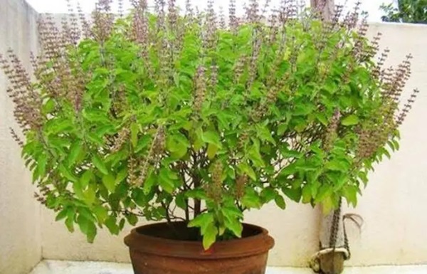 Tulsi plant Vastu tips: તુલસીના છોડ પાસે ભૂલથી પણ ન રાખો આ વસ્તુ, નહિ તો થાય ધનહાનિ! 1 zfdvvd