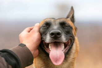 Pet Dog Registration Fee Hike