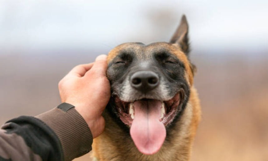 Pet Dog Registration Fee Hike