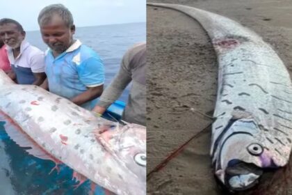 Oarfish Doomsday Fish Astro Prediction About Disaster