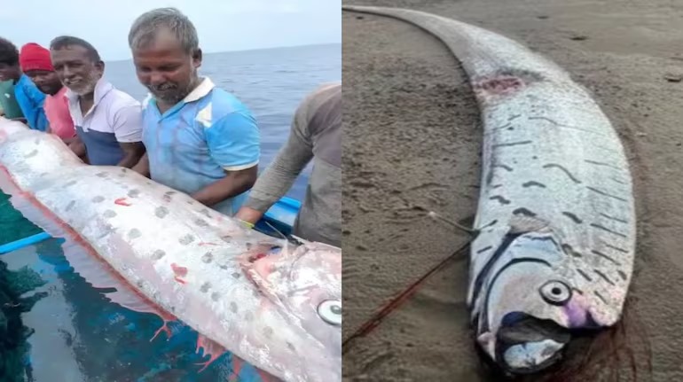Oarfish Doomsday Fish Astro Prediction About Disaster