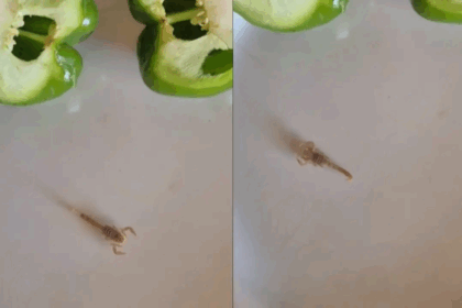 Woman Finds Deadly Scorpion While Cutting Capsicum