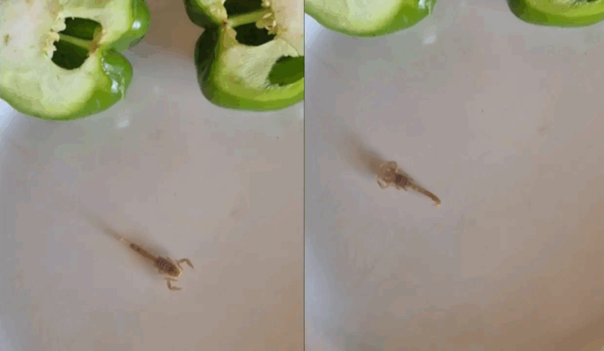Woman Finds Deadly Scorpion While Cutting Capsicum: ઓહ નો ! રસોઈ માટે કેપ્સિકમ કાપતાં જ મહિલા કેમ આટલી ડરી ગઈ ? શું નીકળ્યું આટલું ભયાનક, વાંચતા જ રૂવાંડા ઉભા થઇ જશે 1 Woman Finds Deadly Scorpion While Cutting Capsicum