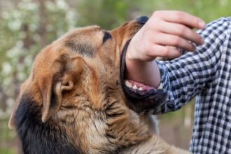 Know about dog bite and rabies vaccine