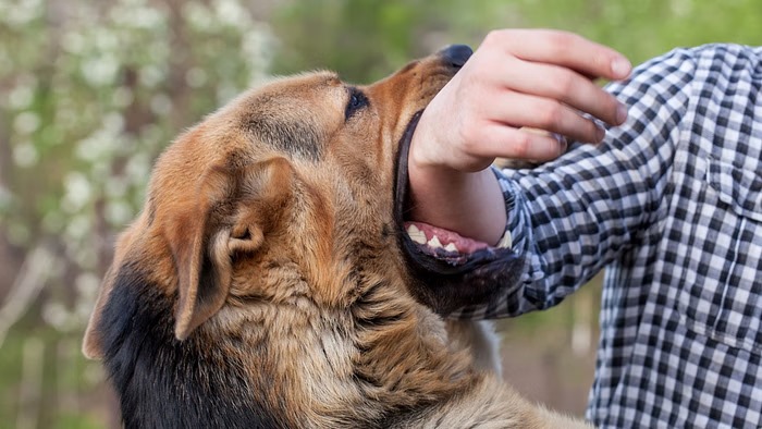 Know about dog bite and rabies vaccine