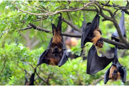 Nipah Virus Alert In Kerala