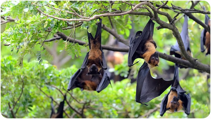 Nipah Virus Alert In Kerala
