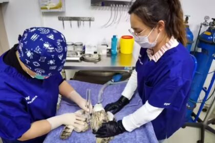 Veterinary Doctor in US