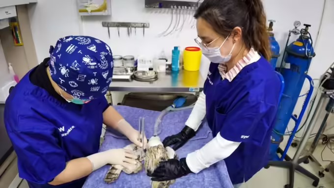 Veterinary Doctor in US