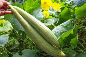 Benefits Of Sponge gourd