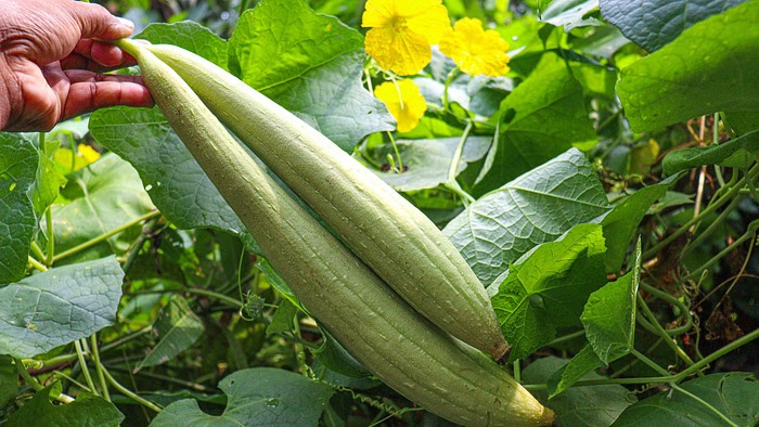 Benefits Of Sponge gourd