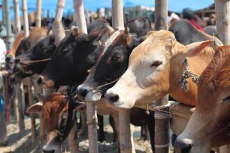 Heat impact on cow milk production