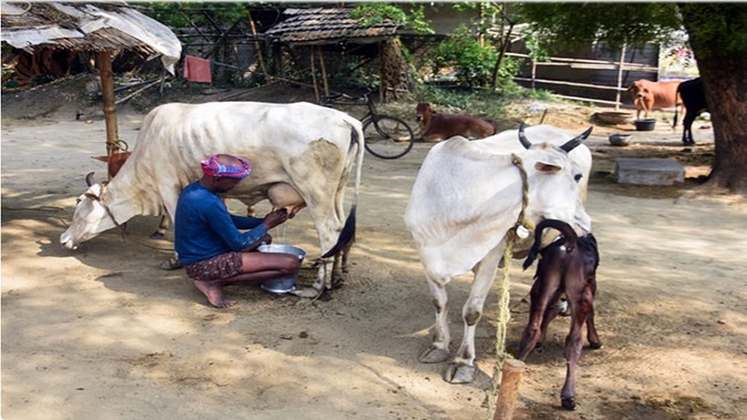 US dairy imports: અમેરિકાની ડેરી આયાત નાના ખેડૂતોની આજીવિકાને જોખમમાં મૂકશે, ૧.૦૩ લાખ કરોડ રૂપિયાનું નુકસાન થવાની ધારણા છે 1 US dairy imports