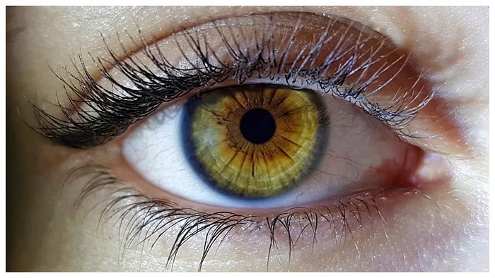 Foods For Eyesight: આંખોની રોશની વધારવા માટે આ સ્વસ્થ વસ્તુઓનો તમારા આહારમાં સમાવેશ કરો, ચશ્મા દૂર કરી શકાય છે. 1 Foods For Eyesight