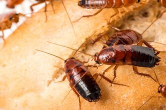 Ways To Get Rid Of Cockroaches From Home