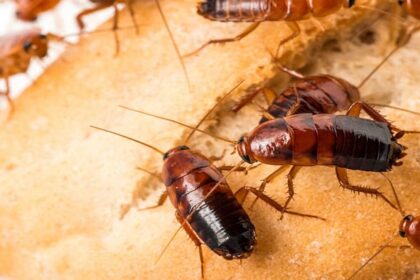 Ways To Get Rid Of Cockroaches From Home