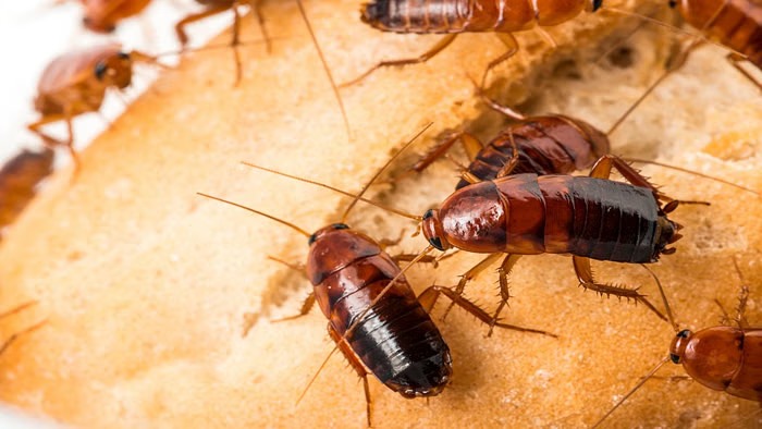 Ways To Get Rid Of Cockroaches From Home