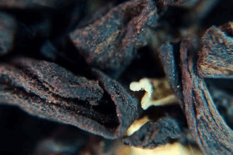 Black Fungus