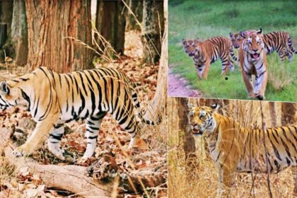 International Big Cat Alliance India