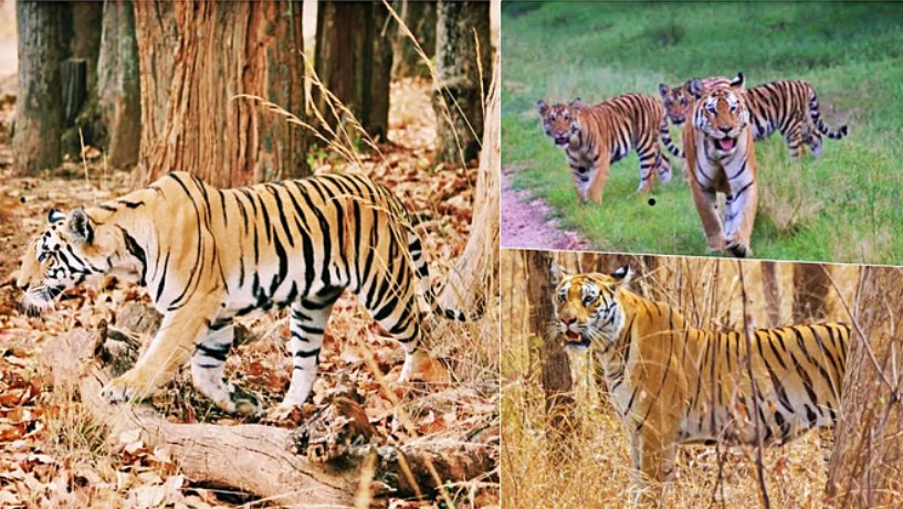 International Big Cat Alliance India