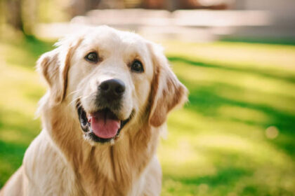 Supreme Court stray dogs order: