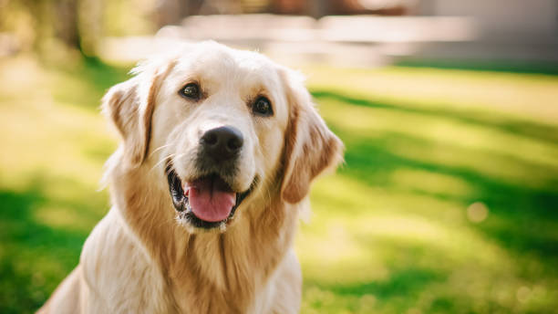 Supreme Court stray dogs order: