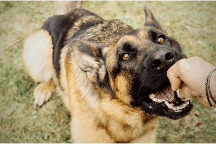 Rabies Due To Dog Licking