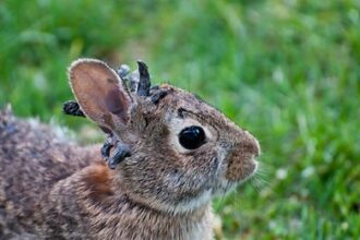 Zombie-Rabbits: