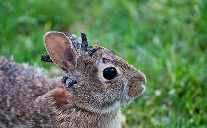 Zombie-Rabbits:
