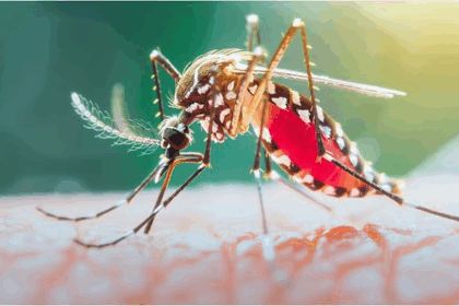 Mosquito Borne Disease Prevention