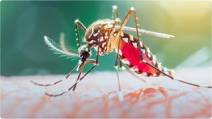 Mosquito Borne Disease Prevention