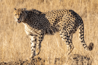 Wildlife Jobs in Abroad