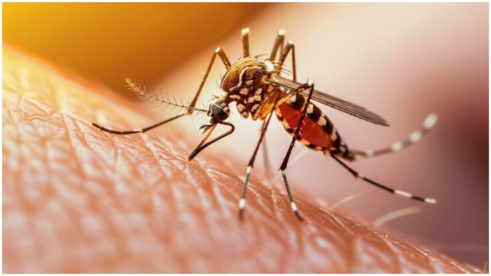 Dengue Alert: પડોશી દેશને ડેન્ગ્યુના રેકોર્ડબ્રેક કેસોએ હચમચાવી રહ્યા છે, ભારતમાં પણ ભયની ઘંટડી વાગી રહી છે; નિવારક પગલાં વિશે જાણો. 1 32aqa78g