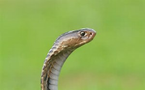 Dead Snake