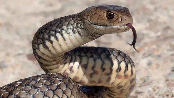Snake bite prevention and treatment: ચોમાસામાં કેમ વધી જાય છે સાપ કરડવાના કેસ? જાણો લક્ષણો, સારવાર અને બચાવના ઉપાયો 1 mb6q3uyo