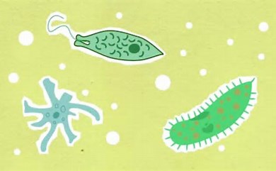 Kerala deadly disease: