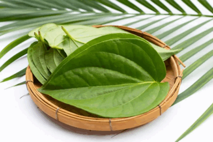 Betel Leaf Benefits