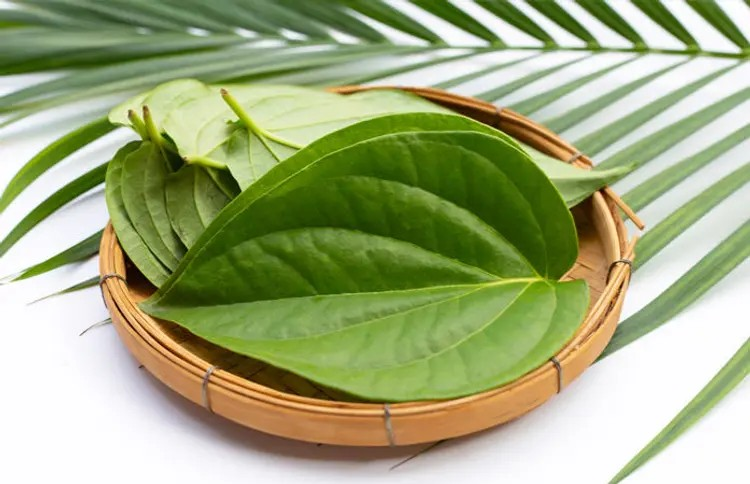 Betel Leaf Benefits
