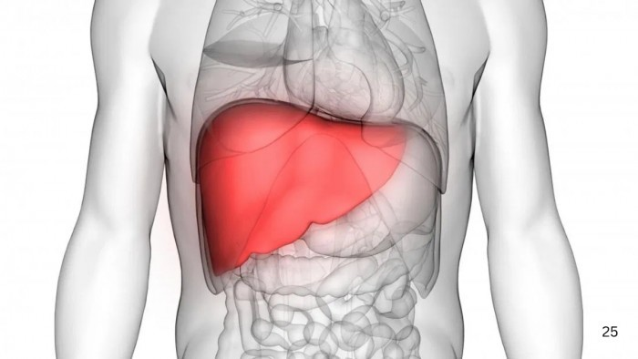 Dry Fruits for Liver: લીવર માટે લાભદાયક ડ્રાયફ્રૂટ્સ: રોજિંદા આહારમાં જરૂર સામેલ કરો 1 f6if50nd