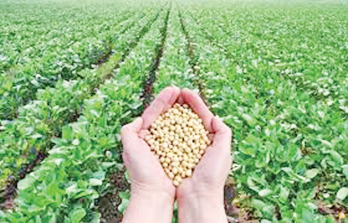 Soybean Prices Fall India: નબળો પાક અને ઓછું વાવેતર છતાં સોયાબીનના ભાવમાં ઘટાડો, એમએસપીથી રૂ. ૧,૦૦૦થી વધુ સસ્તા ભાવ 1 yu139n1a