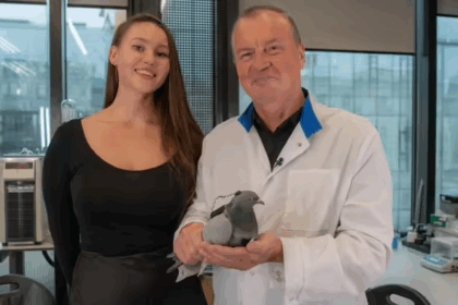 Bio Drone Pigeons