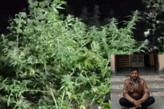 Cannabis farming gujarat case