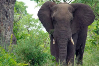 Animal revenge and memory facts
