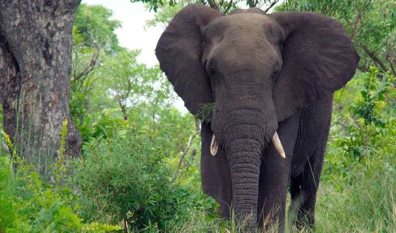 Animal revenge and memory facts