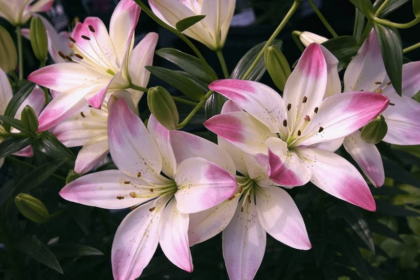 Lily Flower Farming