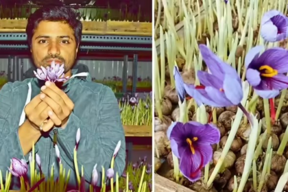 Saffron Cultivation in Gujarat
